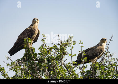 Bruno eagle (Aquila rapax) coppia sul ramo di albero, il Masai Mara, Kenya Foto Stock