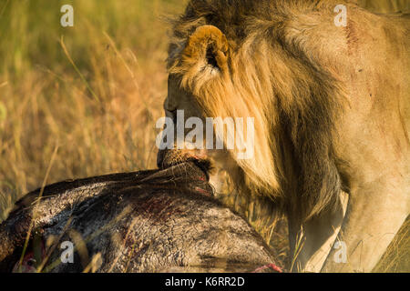 Leone maschio (panthera leo) mangiare morti gnu carcassa, Masai Mara, Kenya Foto Stock