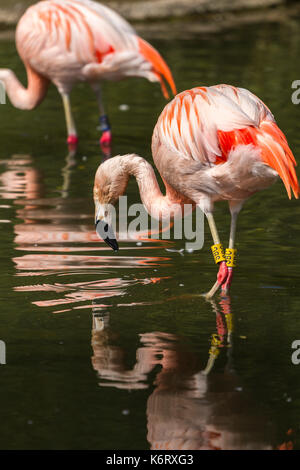 Flamingo cileni a Slimbridge Foto Stock