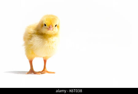 Piccolo giallo pollo su uno sfondo bianco. Foto Stock