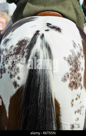 Appaloosa marrone e bianco cavallo trasversale. Colorato mantello macchiato pattern e la coda in corrispondenza di Moreton in Marsh paese mostrano, nel Gloucestershire. Regno Unito Foto Stock