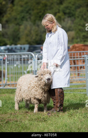 La donna che mostra un Cotswold pecore a Henley paese mostrano, Oxfordshire, Regno Unito Foto Stock