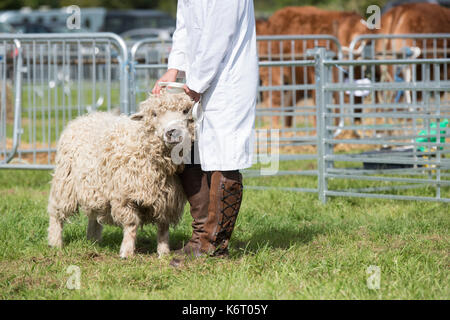 La donna che mostra un Cotswold pecore a Henley paese mostrano, Oxfordshire, Regno Unito Foto Stock