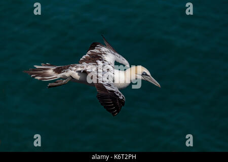 Gannett battenti intorno Bempton Cliffs, flamborough, North Yorkshire. su una graziosa, ma ventoso pomeriggio. Foto Stock