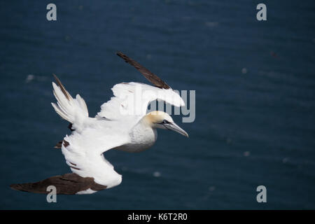 Gannett battenti intorno Bempton Cliffs, flamborough, North Yorkshire. La gannett stava volando intorno alle scogliere in una giornata ventosa, basta prendere il vento ! Foto Stock