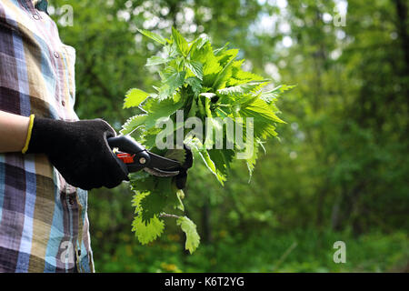 Ortica. verde ortica. l'erboristeria. erbe ortica. Una donna raccoglie ortiche nei boschi. . Foto Stock