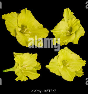 Giallo intensamente gladiolus le teste dei fiori isolati su uno sfondo nero Foto Stock