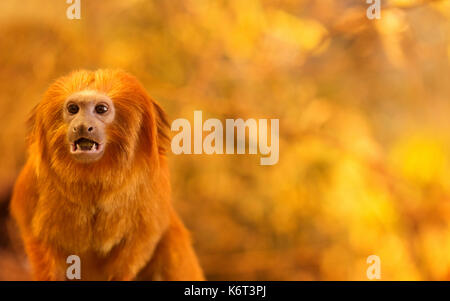 Golden Lion Tamarin Foto Stock