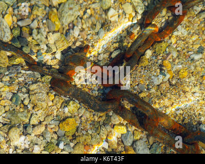 Una catena arrugginito in mare. Foto Stock