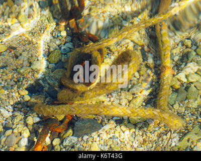 Una catena arrugginito in mare. Foto Stock