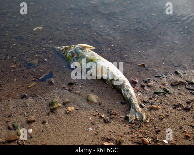 I pesci morti sulle rive del fiume , il fiume Oka Foto Stock