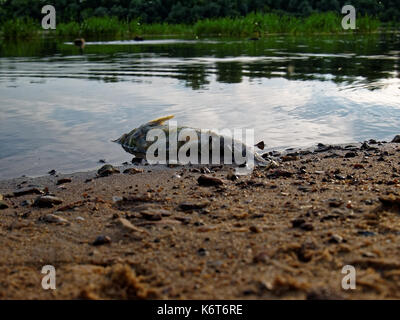 I pesci morti sulle rive del fiume , il fiume Oka Foto Stock