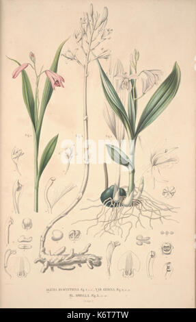 Flora Javae et insularum adjacentium (Orchid 4) BHL35806278 Foto Stock