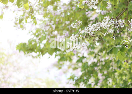 Fiore lagerstroemia bloom o tabak fiori nel giardino,fiori tropicali in Thailandia per natura progettuale dello sfondo. Foto Stock