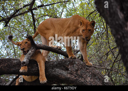 Due luonesse in un albero nel Parco Nazionale del Lago Manyara, Tanzania. Foto Stock