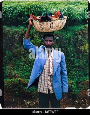 Burundi, provincia di Bujumbura, area Ijenda, giovane tutsi sul modo di vendere polli e galli al mercato(4x5 inversione di riproduzione di film) Foto Stock