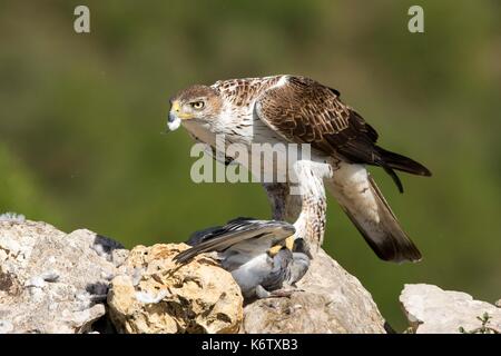 In Spagna, in Catalogna, Pre-Pyrenees, Montsonis, l'aquila del Bonelli o Eurasian hawk-eagle, Hieraetus fasciatus o Aquila fasciata, foto scattata da nascondere, in corrispondenza di una stazione di alimentazione per scopi di conservazione, utillizing live piccioni domestici catturati come parassiti in una città vicina Foto Stock