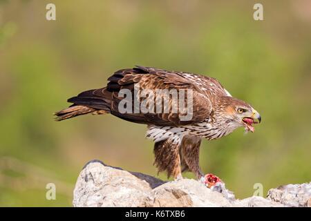 In Spagna, in Catalogna, Pre-Pyrenees, Montsonis, l'aquila del Bonelli o Eurasian hawk-eagle, Hieraetus fasciatus o Aquila fasciata, foto scattata da nascondere, in corrispondenza di una stazione di alimentazione per scopi di conservazione, utillizing live piccioni domestici catturati come parassiti in una città vicina Foto Stock