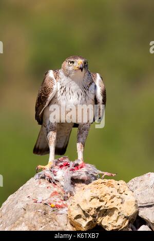 In Spagna, in Catalogna, Pre-Pyrenees, Montsonis, l'aquila del Bonelli o Eurasian hawk-eagle, Hieraetus fasciatus o Aquila fasciata, foto scattata da nascondere, in corrispondenza di una stazione di alimentazione per scopi di conservazione, utillizing live piccioni domestici catturati come parassiti in una città vicina Foto Stock
