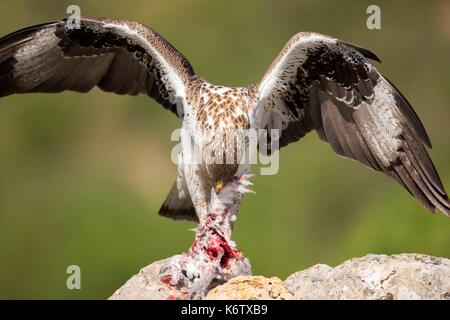 In Spagna, in Catalogna, Pre-Pyrenees, Montsonis, l'aquila del Bonelli o Eurasian hawk-eagle, Hieraetus fasciatus o Aquila fasciata, foto scattata da nascondere, in corrispondenza di una stazione di alimentazione per scopi di conservazione, utillizing live piccioni domestici catturati come parassiti in una città vicina Foto Stock