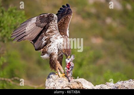 In Spagna, in Catalogna, Pre-Pyrenees, Montsonis, l'aquila del Bonelli o Eurasian hawk-eagle, Hieraetus fasciatus o Aquila fasciata, foto scattata da nascondere, in corrispondenza di una stazione di alimentazione per scopi di conservazione, utillizing live piccioni domestici catturati come parassiti in una città vicina Foto Stock