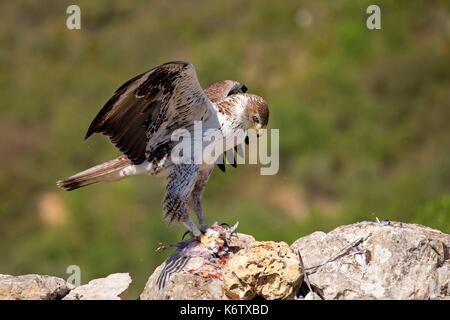 In Spagna, in Catalogna, Pre-Pyrenees, Montsonis, l'aquila del Bonelli o Eurasian hawk-eagle, Hieraetus fasciatus o Aquila fasciata, foto scattata da nascondere, in corrispondenza di una stazione di alimentazione per scopi di conservazione, utillizing live piccioni domestici catturati come parassiti in una città vicina Foto Stock