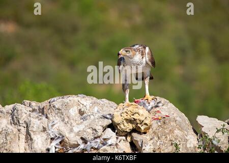 In Spagna, in Catalogna, Pre-Pyrenees, Montsonis, l'aquila del Bonelli o Eurasian hawk-eagle, Hieraetus fasciatus o Aquila fasciata, foto scattata da nascondere, in corrispondenza di una stazione di alimentazione per scopi di conservazione, utillizing live piccioni domestici catturati come parassiti in una città vicina Foto Stock