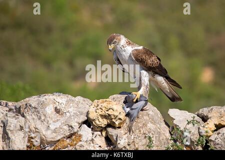 In Spagna, in Catalogna, Pre-Pyrenees, Montsonis, l'aquila del Bonelli o Eurasian hawk-eagle, Hieraetus fasciatus o Aquila fasciata, foto scattata da nascondere, in corrispondenza di una stazione di alimentazione per scopi di conservazione, utillizing live piccioni domestici catturati come parassiti in una città vicina Foto Stock