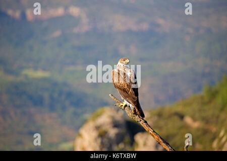 In Spagna, in Catalogna, Pre-Pyrenees, Montsonis, l'aquila del Bonelli o Eurasian hawk-eagle, Hieraetus fasciatus o Aquila fasciata, foto scattata da nascondere, in corrispondenza di una stazione di alimentazione per scopi di conservazione, utillizing live piccioni domestici catturati come parassiti in una città vicina, appollaiato su un albero Foto Stock