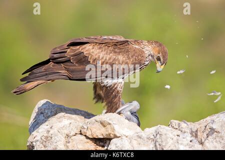 In Spagna, in Catalogna, Pre-Pyrenees, Montsonis, l'aquila del Bonelli o Eurasian hawk-eagle, Hieraetus fasciatus o Aquila fasciata, foto scattata da nascondere, in corrispondenza di una stazione di alimentazione per scopi di conservazione, utillizing live piccioni domestici catturati come parassiti in una città vicina Foto Stock