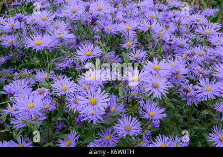 Aster Frikartii Monch Michaelmas daisy luminose blu lavanda fiori attorno a un centro d'oro Foto Stock