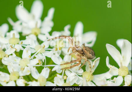 Il ragno granchio (Thomisidae), un ragno predatoria, seduto su un fiore bianco nel West Sussex, in Inghilterra, Regno Unito. Foto Stock