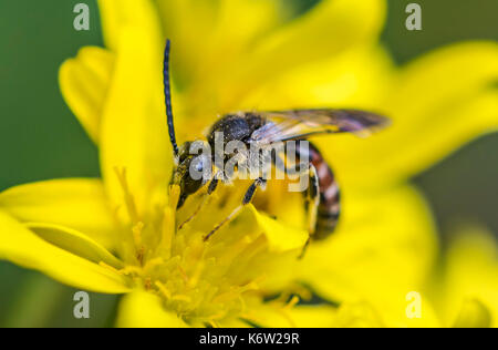 Il sudore bee, specie Lasioglossum, eventualmente Lasioglossum calceatum (Comune solco-bee) a inizio autunno nel West Sussex, in Inghilterra, Regno Unito. Foto Stock