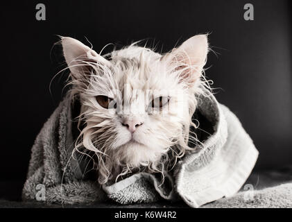Mad cat dopo il bagno Foto Stock