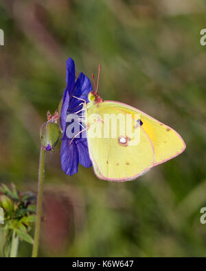 Offuscato giallo nectaring a farfalla sul prato della gru-bill fiore. Hurst Prati, East Molesey, Surrey, Regno Unito. Foto Stock