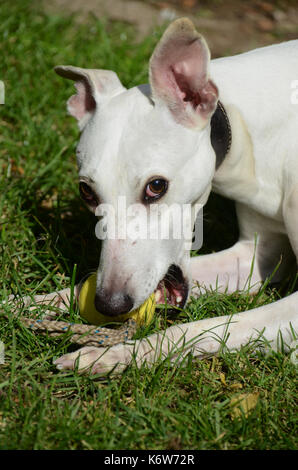 Bianco cane whippet gioca con la palla gialla. Foto Stock