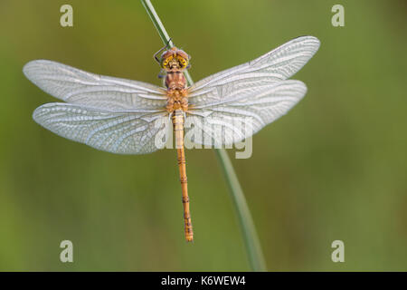 Appena tratteggiato darter comune (sympetrum striolatum), emsland, Bassa Sassonia, Germania Foto Stock