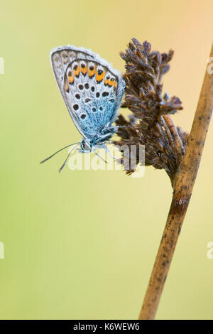 Argento-blu chiodati (plebejus argus), emsland, Bassa Sassonia, Germania Foto Stock