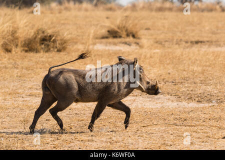 Warthog (phacochoerus africanus) nella prateria a secco, Murchison Falls National Park, UGANDA Foto Stock