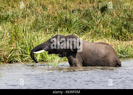 Elefante africano (Loxodonta africana), balneazione, Murchison Falls National Park, UGANDA Foto Stock