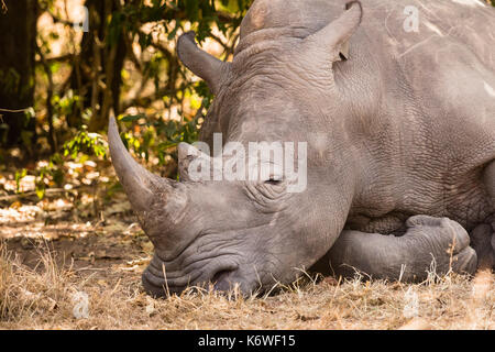 Nord del rinoceronte bianco (Ceratotherium simum cottoni), dormendo, animale ritratto, ziwa SANTUARIO DI RHINO, UGANDA Foto Stock