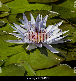Capo Blu ninfea bianca (Nymphaea capensis), ninfei Foto Stock
