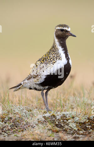 Eurasian golden plover (Pluvialis apricaria), la tundra, Isola Foto Stock