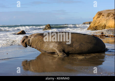 Northern guarnizione di elefante (mirounga angustirostris), sulla spiaggia di San Simeone, PIEDRAS BLANCAS colonia, california, Stati Uniti d'America Foto Stock