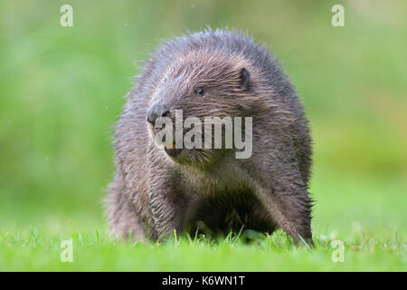 Castoro europeo (Castor fiber) in un prato, animale ritratto, Tirolo, Austria Foto Stock