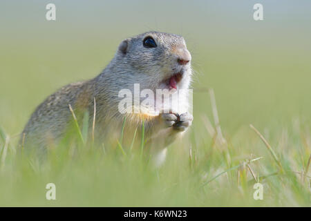 Terreno europeo scoiattolo (Spermophilus citellus), animale ritratto, area di vienna, Austria Foto Stock