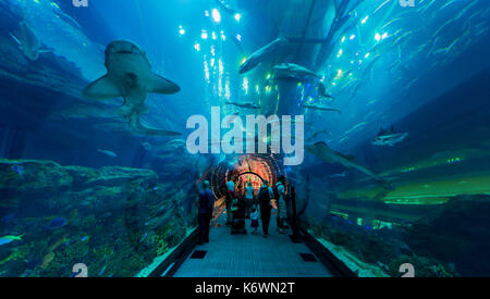 Tunnel sottomarino in Dubai Aquarium e lo zoo di subacquea, centro commerciale di Dubai, Dubai, Emirati arabi uniti Foto Stock