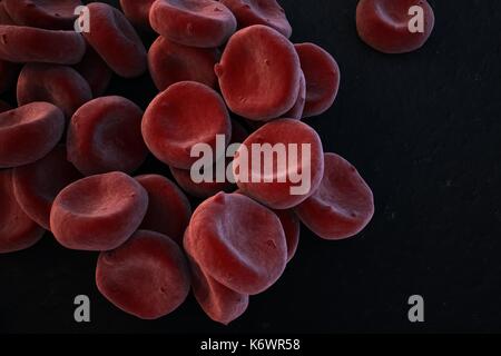Close-up di ossigenati di globuli rossi (eritrociti) accatastate, SEM (microscopio elettronico a scansione) falso ricco di color rosso rappresentazione stilizzata. Foto Stock
