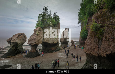 Guardando verso il basso sul fondo dell'oceano e insolite formazioni di roccia a hopewell rocks, baia di Fundy, New Brunswick, Canada Foto Stock