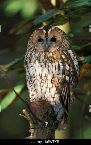 Allocco (Strix aluco) - appoggiata su taglio tronco di albero, rami, foglie, captive. Foto Stock